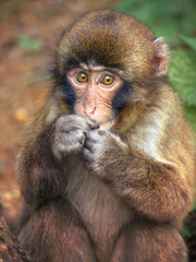 lovely puppy monkey, cute vulnerable animal