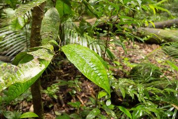 Tropical Foliage