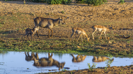 Common Waterbuck in Kruger National park, South Africa