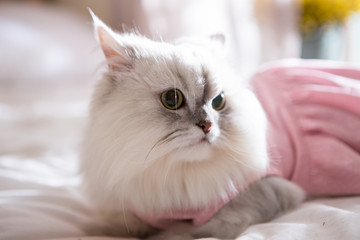 Obraz premium Persian on the bed