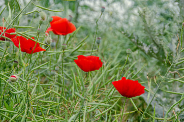 Red wild flowers of Papaver rhoeas (corn poppy, corn rose, field poppy), green wild field, country side
