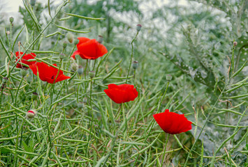 Red wild flowers of Papaver rhoeas (corn poppy, corn rose, field poppy), green wild field, country side