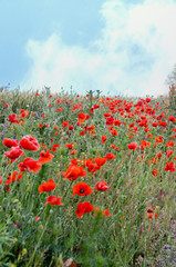 Red wild flowers of Papaver rhoeas (corn poppy, corn rose, field poppy), green wild field, country side