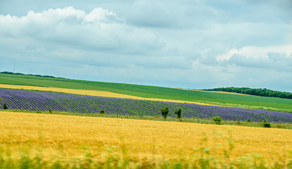 Countryside wild fild with violet lavender, yellow weath, corn and clouds blue sky