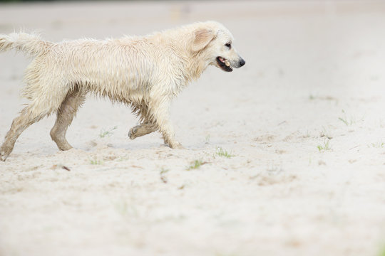 dog is played with a stick