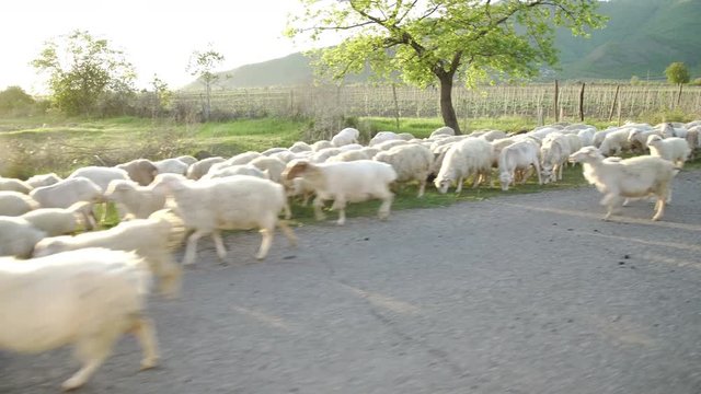 A large herd of sheep walk on a paved road