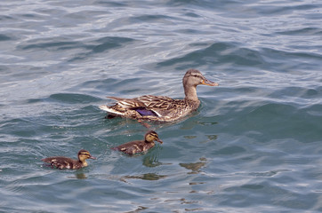 Female duck mallard (Anas platyrhynchos) swimming with two ducklings on a lake
