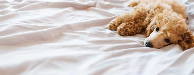 Tuinposter Hond Poedelhond ligt en slaapt in bed, heeft een siësta.