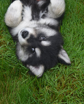 Alusky Puppy Laying On His Back For A Belly Rub