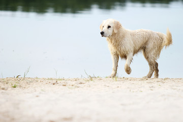 A dog runs  the beach