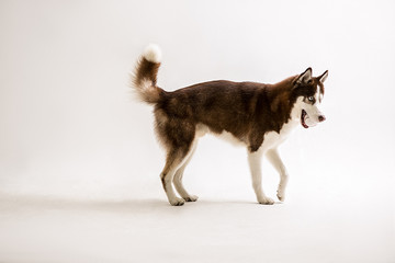 Siberian Husky on the white background