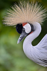 Fototapeta premium Closeup of Black Crowned Crane (Balearica pavonina) seen from profile