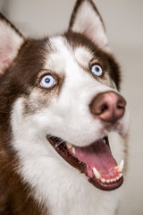 Siberian Husky on the white background