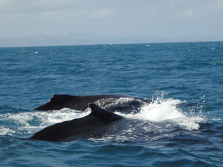 Obraz premium Baleine a bosse