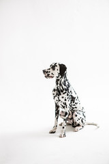 Dalmatian on the Mint color background