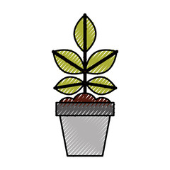 Cultivated plant in pot vector illustration design