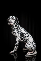 Dalmatian on the black background