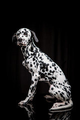 Dalmatian on the black background