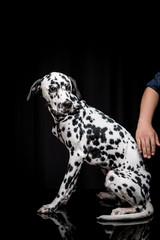 Dalmatian on the black background