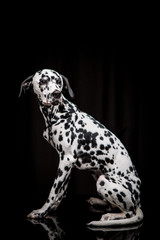 Dalmatian on the black background