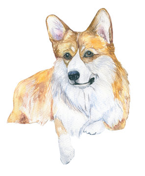 Dog watercolor. Watercolor close up portrait of a short-legged Welsh Corgi. Isolated on white background. Hand drawn cute pet. Greeting card design, veterinary clinics, dog shows, logos