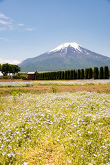 山中湖花の都公園　ネモフィラと富士山