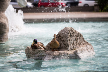 Enten im Neptun Brunnen © Dagmar Breu
