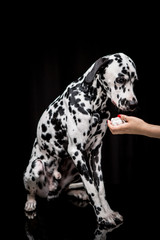 Dalmatian on the black background