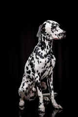 Dalmatian on the black background