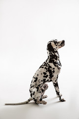 Dalmatian on the white background