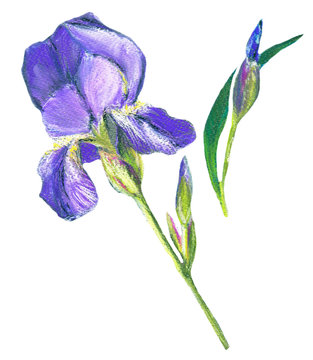 Iris flower.  Lilac flower on a white background. Drawing soft pastel, to make the wedding invitations, logos and flyers 