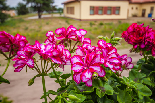 Balcony plants Geraniums