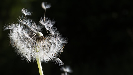 Dandelion seeds in the morning sunlight blowing away on a black background.