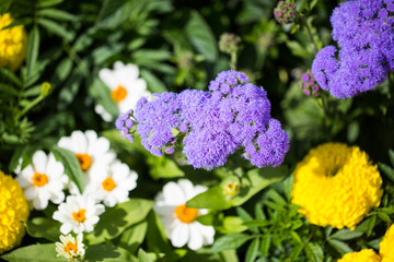 Ageratum Blume im Sommer blühend