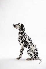 Fototapeta premium Dalmatian on the white background