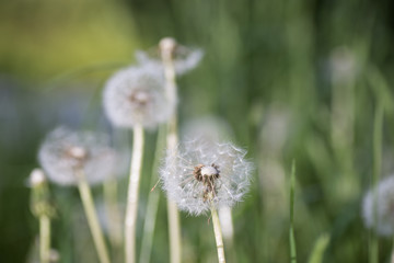 Dandelion tranquil abstract closeup art background. Beautiful blowball.