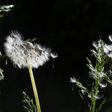 Dandelion seeds in the morning sunlight blowing away on a black background.