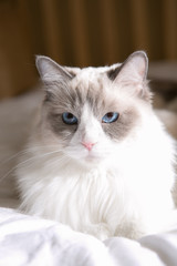 ragdoll on the bed