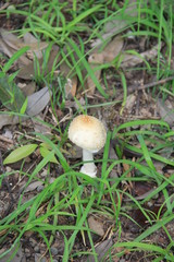 地面から生えた小さなキノコ(埼玉県)