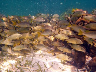 schwarm gelber Fische unter Wasser