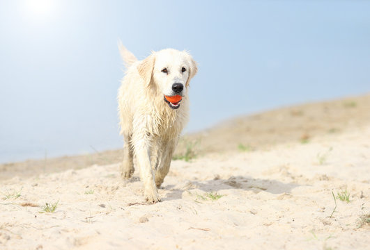 dog runs on the beach