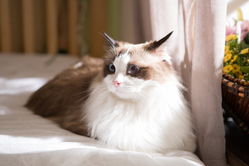 ragdoll on the bed