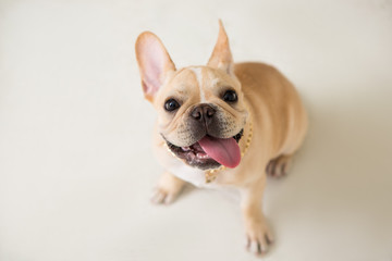 French Bulldog on the white background