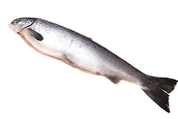 Saumon sur fond blanc