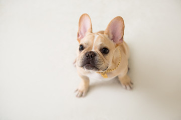 French Bulldog on the white background