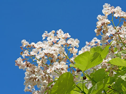 Trompetenbaum, Bohnenbaum, Katalpa