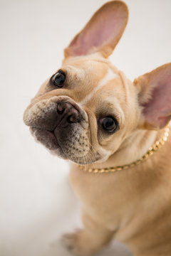 French Bulldog On The White Background