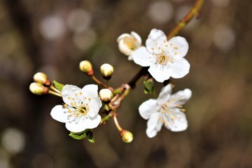 apfelblüte