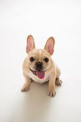 French Bulldog on the white background