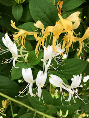 Honeysuckle with flowers.